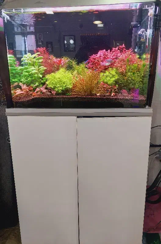 اکواریوم ۶۰سانتی همراه میز تازه ساخت تمام ام دی اف|ماهی|ملایر, |دیوار