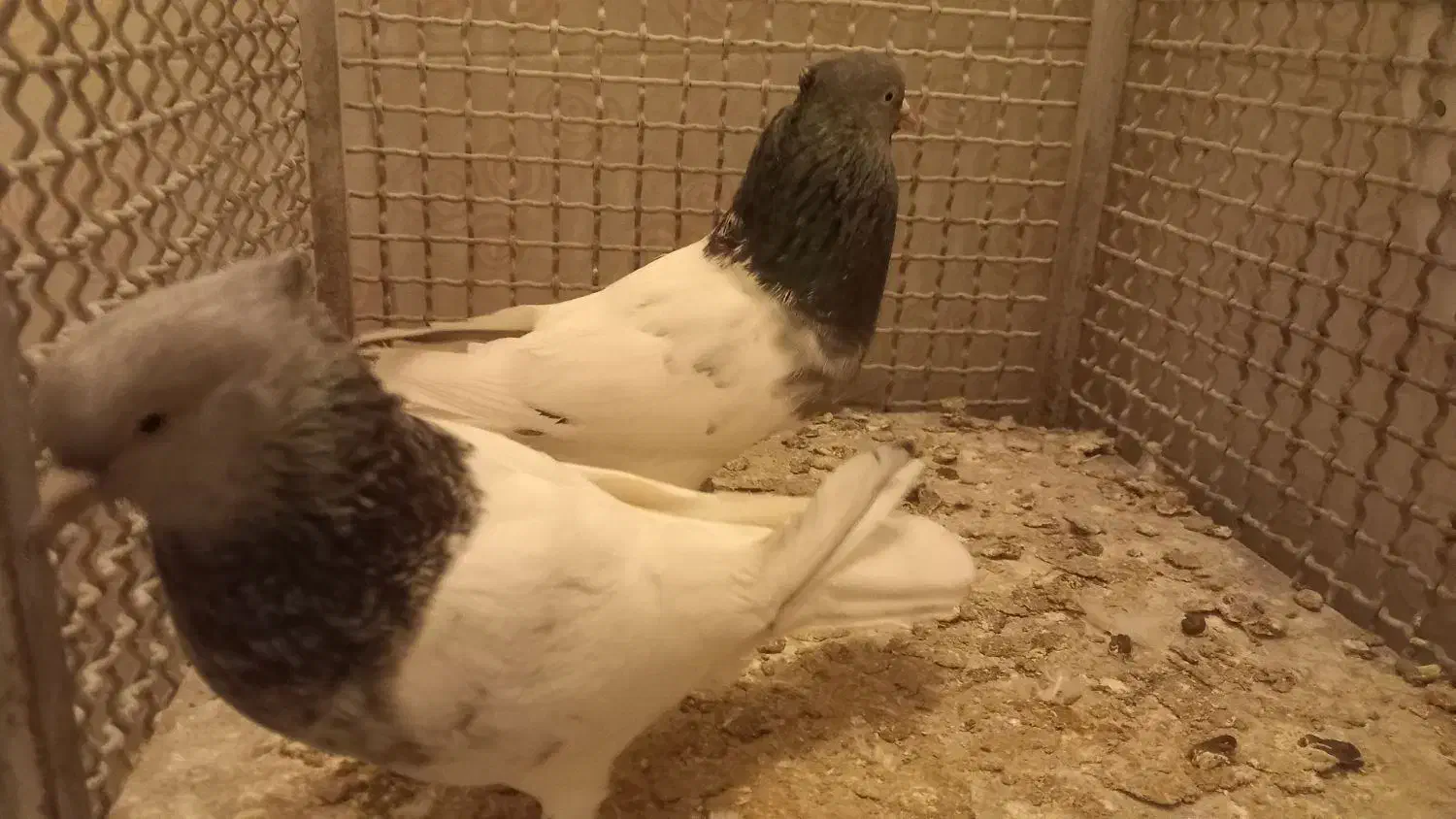 نر و ماده کله سبز به ضمانت|پرنده|تربت‌حیدریه, میدان مرکزی|دیوار