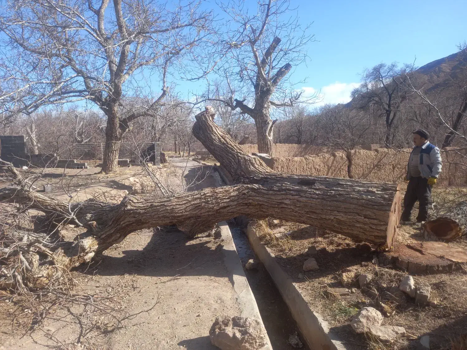 خرید وفروش چوب|خدمات باغبانی و درختکاری|یزد, |دیوار