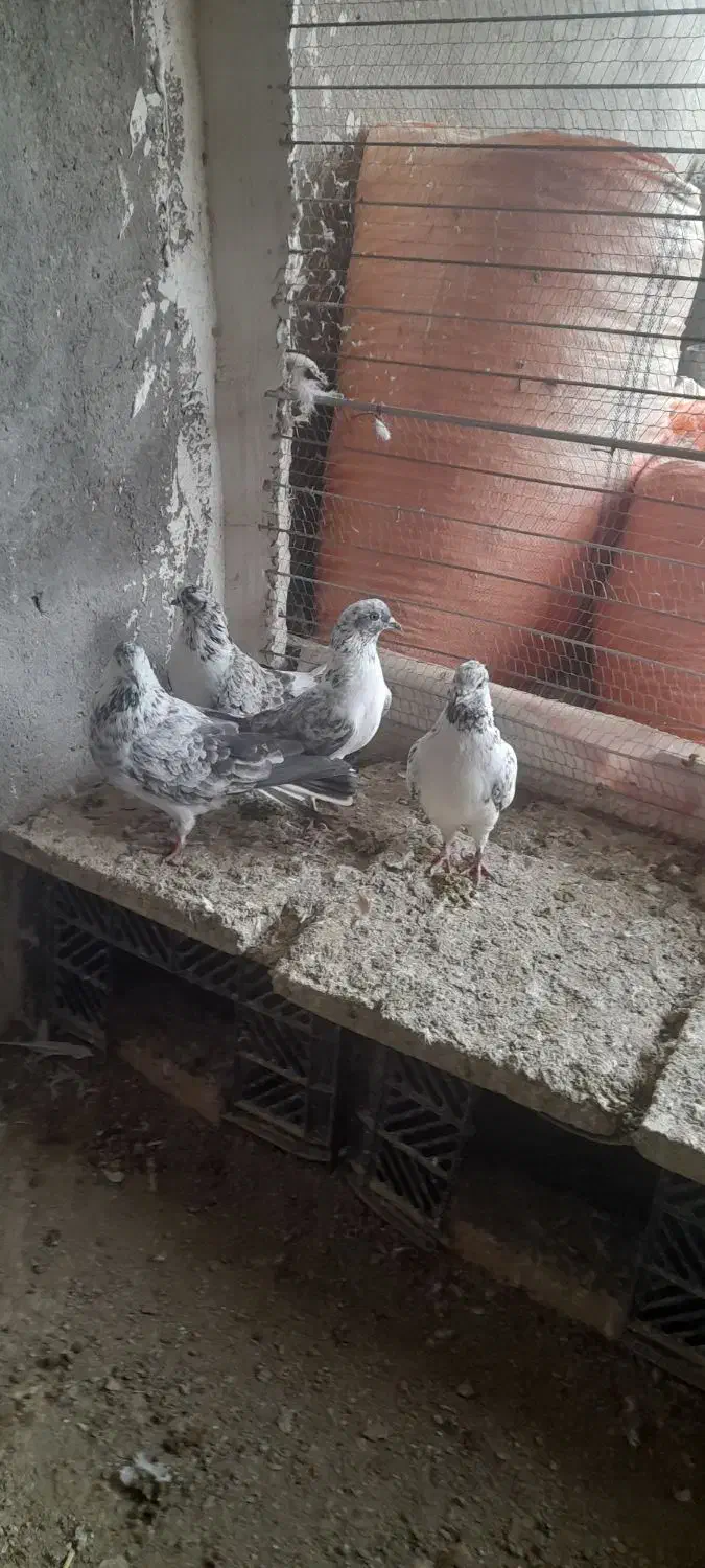 ۵ تا قاره دم سفید|پرنده|پارسآباد, |دیوار