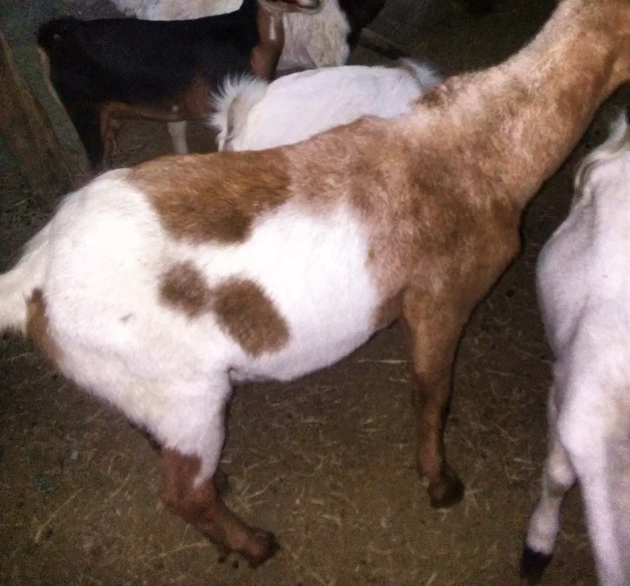 قیمت 8000000تومان|حیوانات مزرعه|بیکاه, |دیوار