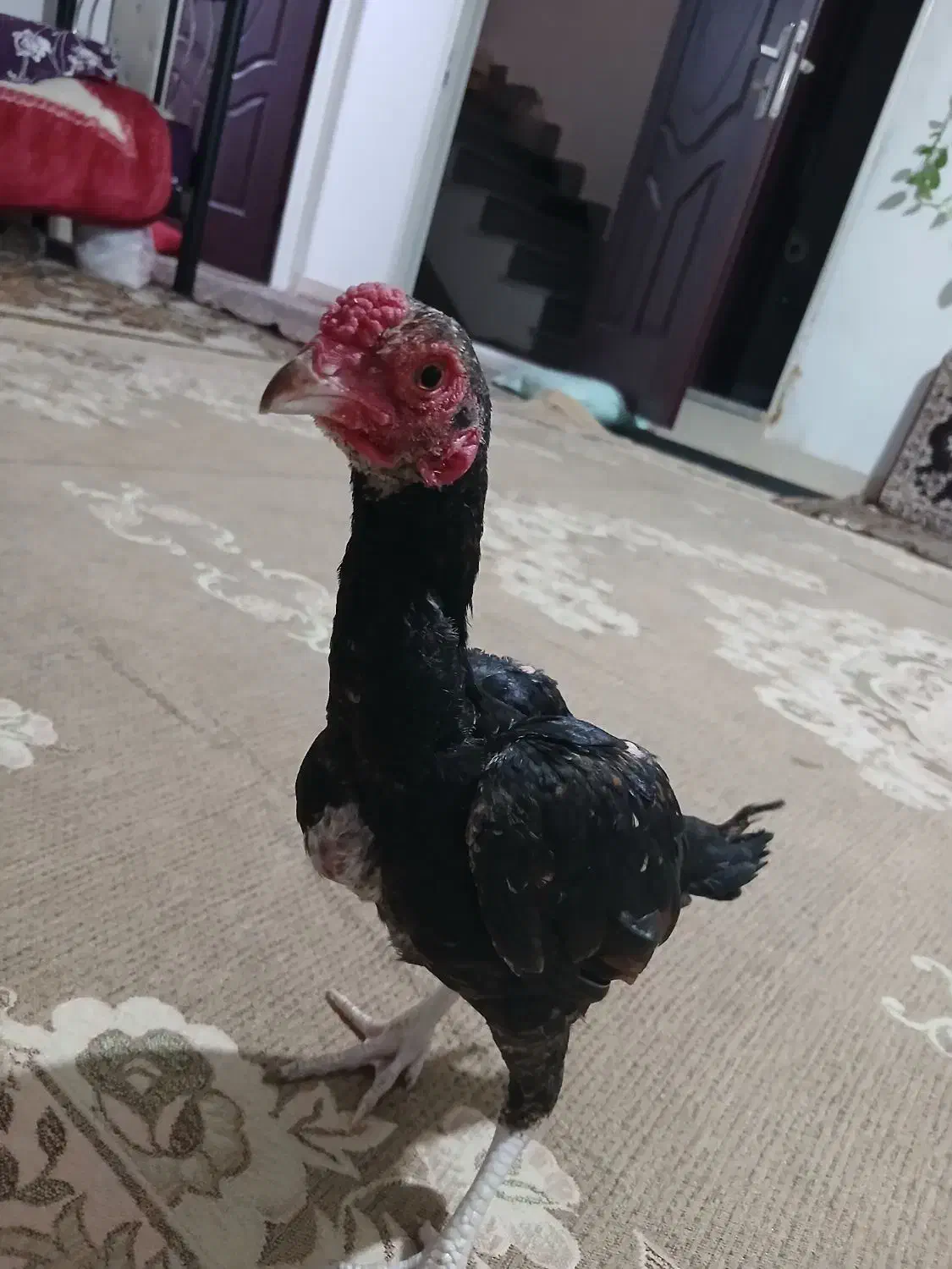 فروش 3خروس|حیوانات مزرعه|کرانی, |دیوار