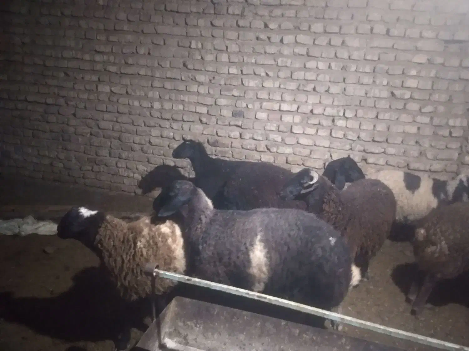 بره|حیوانات مزرعه|جوادآباد, |دیوار