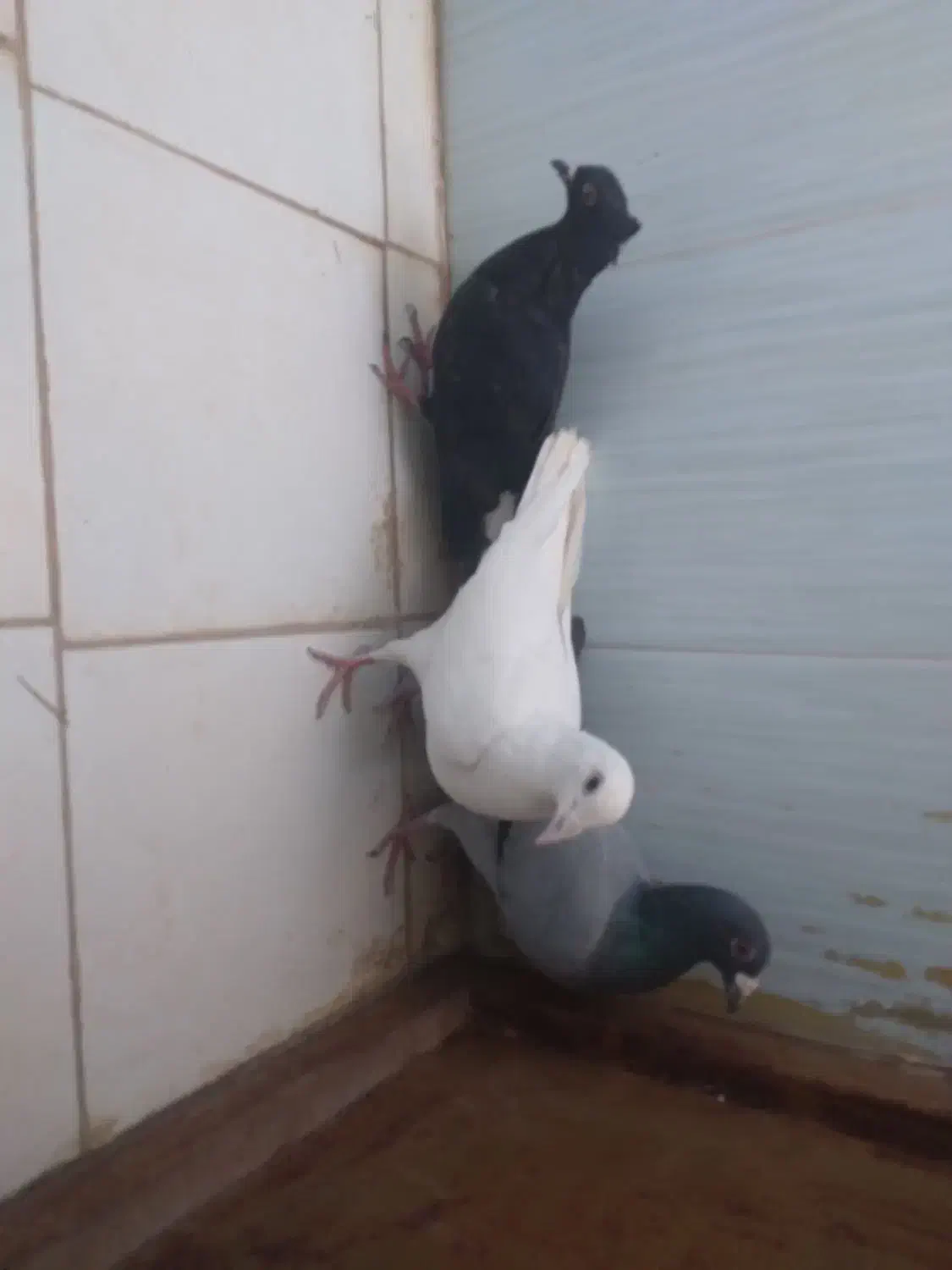 2تالمانی یک دومسفید|پرنده|شیروان (خراسان), |دیوار