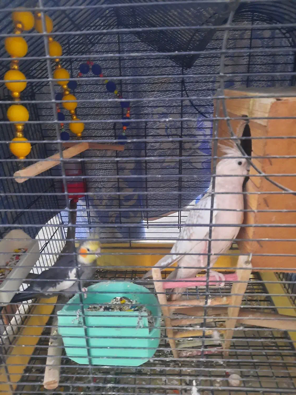 یک جفت عروس هلندی|پرنده|تهران, شکوفه (عبدل آباد)|دیوار