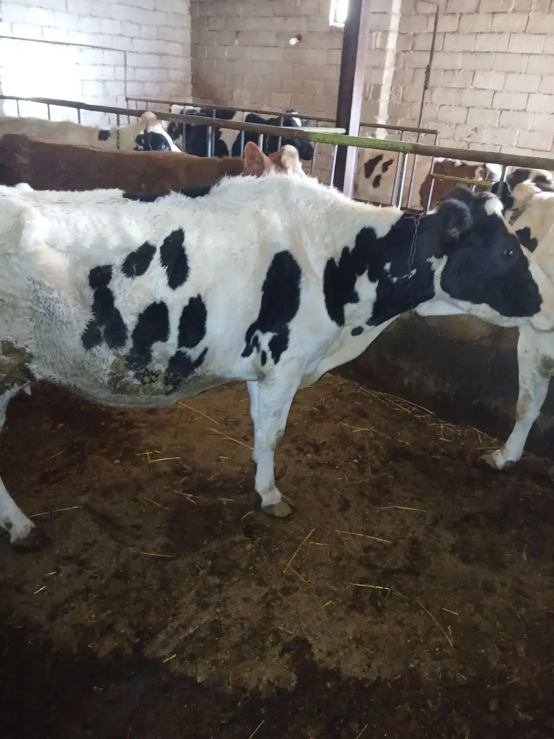 گاو شیری|حیوانات مزرعه|هیر, |دیوار