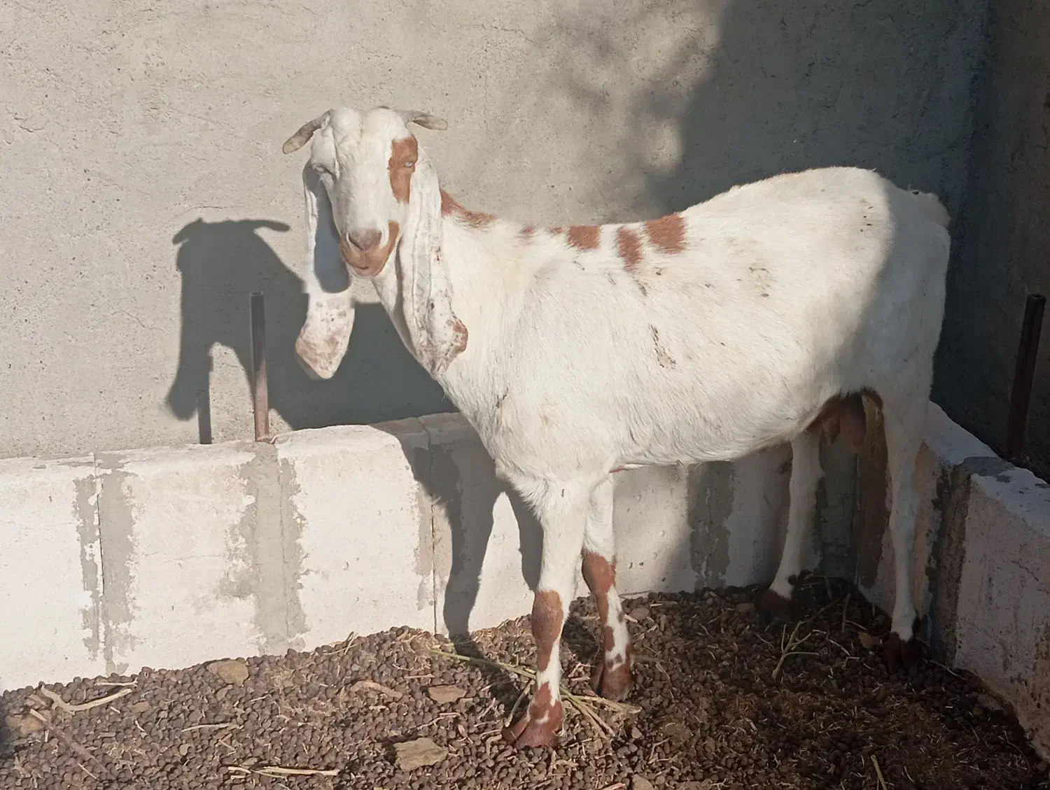 بزباکهر|حیوانات مزرعه|زهک, |دیوار