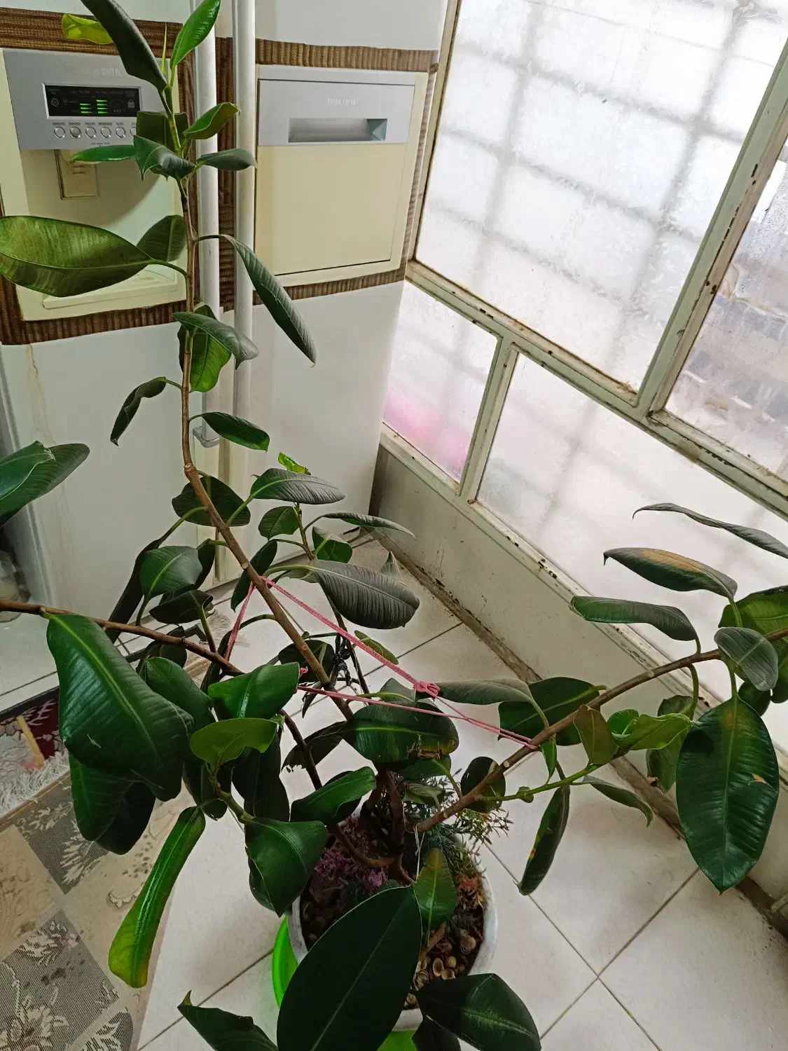 گل طبیعی فیکوس|گل و گیاه طبیعی|فردیس, ثابتی|دیوار