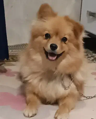 سگ پامرروباهی|سگ|مشهد, قائم|دیوار