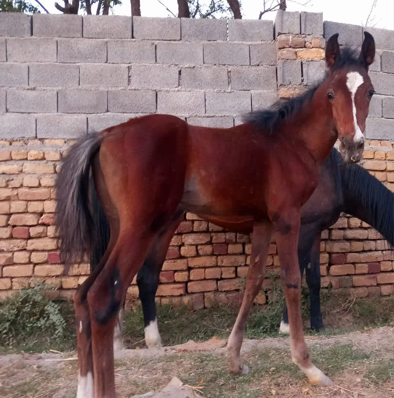 اسب کرد|اسب و تجهیزات اسب‌سواری|باقرشهر, |دیوار