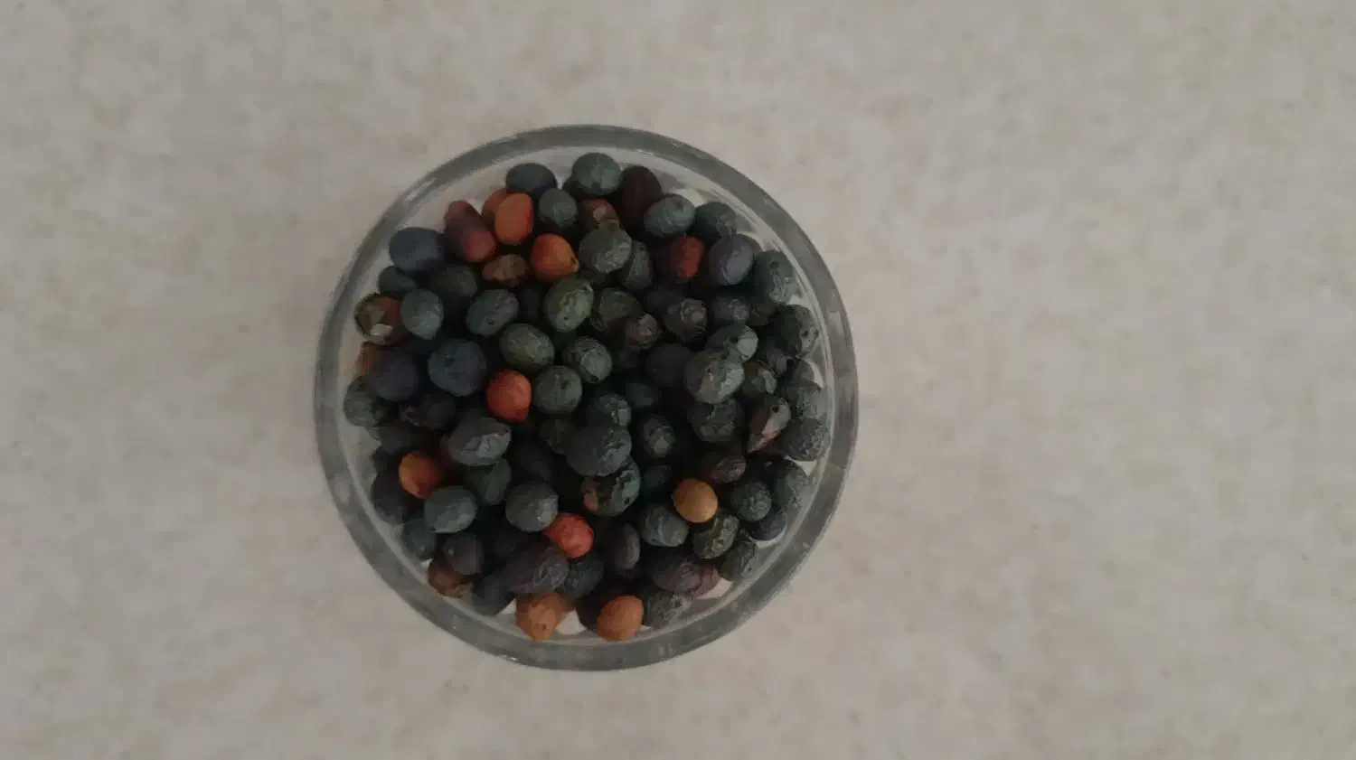 بنه|خوردنی و آشامیدنی|مشهد, شهرک بهارستان|دیوار