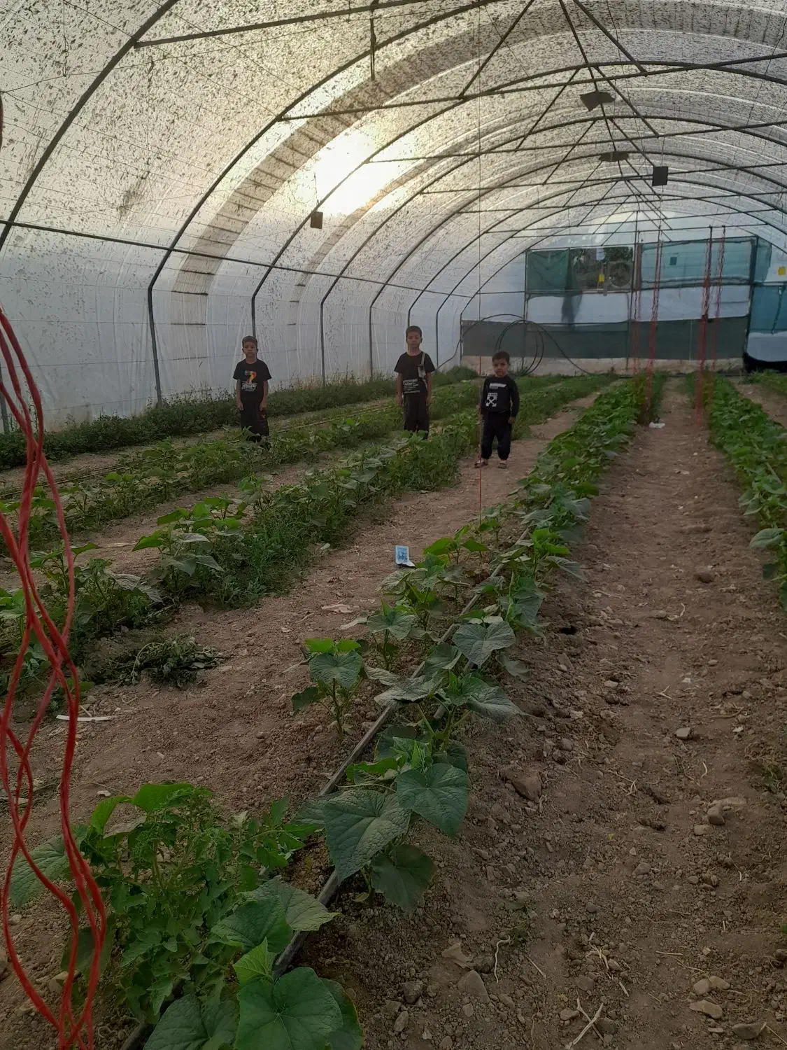 گلخانه ۳۰۰ متری|عمدهفروشی|بالا ولایت, |دیوار