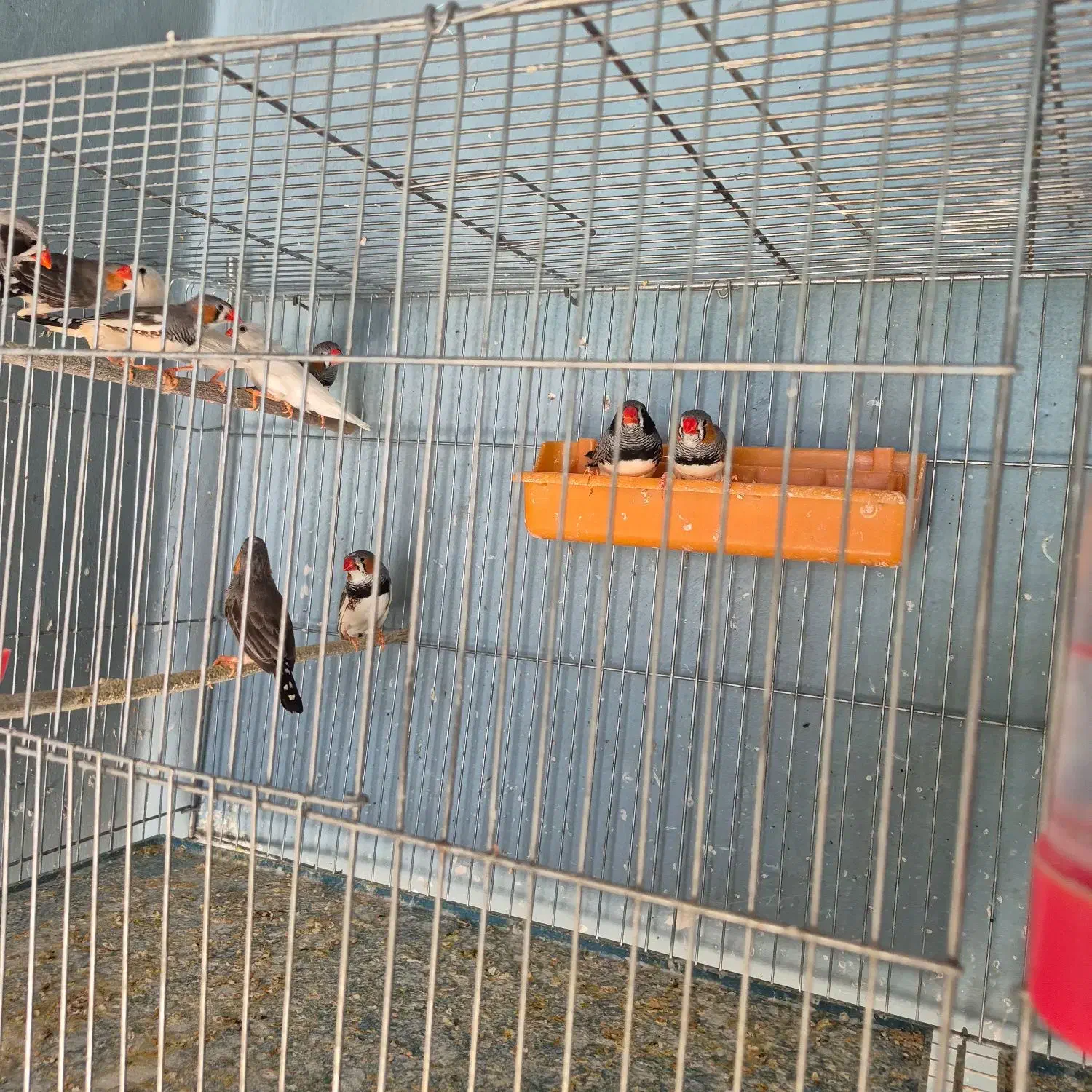 فنچ|پرنده|مرودشت, استادیوم‎|دیوار