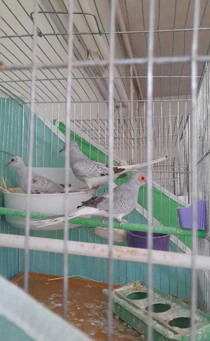 کبوتر خانگی وسهره ماده جوجه قفس|پرنده|فولادشهر, مسکن مهر فولادشهر|دیوار