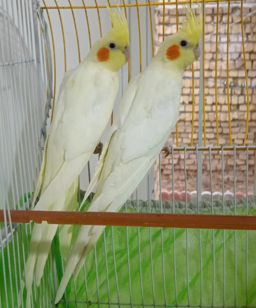 یک جفت عروس هلندی|پرنده|سامان, |دیوار