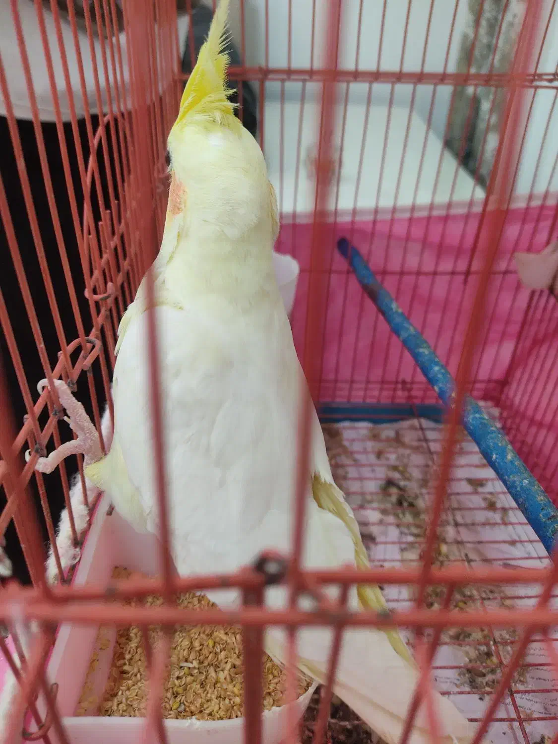 یک جفت عروس هلندی کاملا سالم و تخم گذار|پرنده|پارس‌آباد, |دیوار