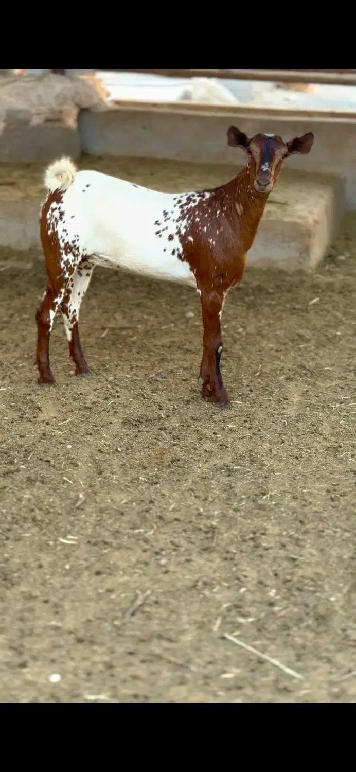 بوئر و صلال|حیوانات مزرعه|اراک, |دیوار