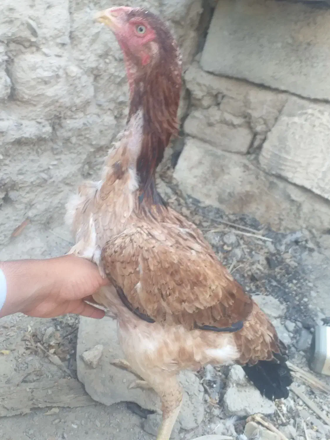 مرغ قیمت با خودتون|حیوانات مزرعه|سراوان, |دیوار