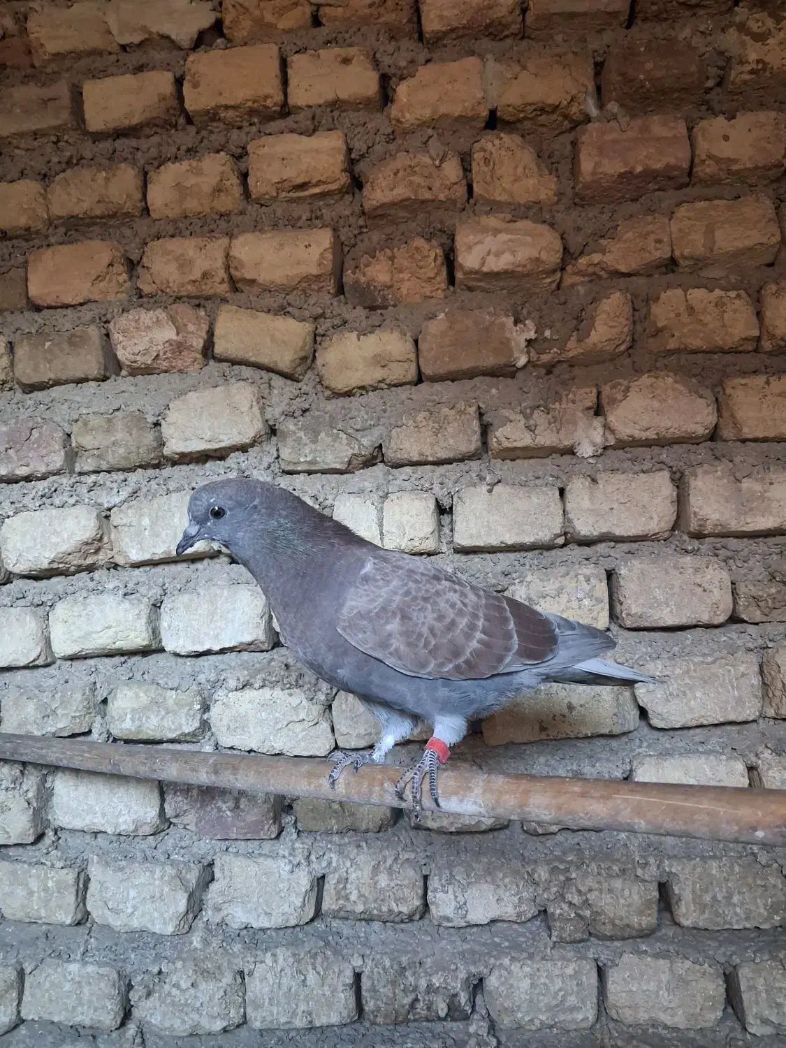 کفتر پرنده|پرنده|قرچک, زیبا شهر|دیوار