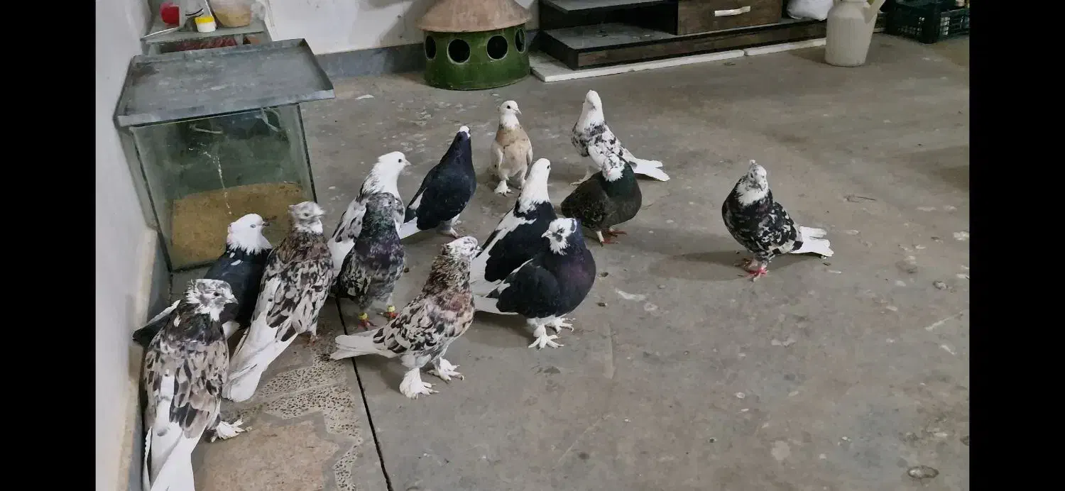 کبوت|پرنده|اسدآباد, |دیوار