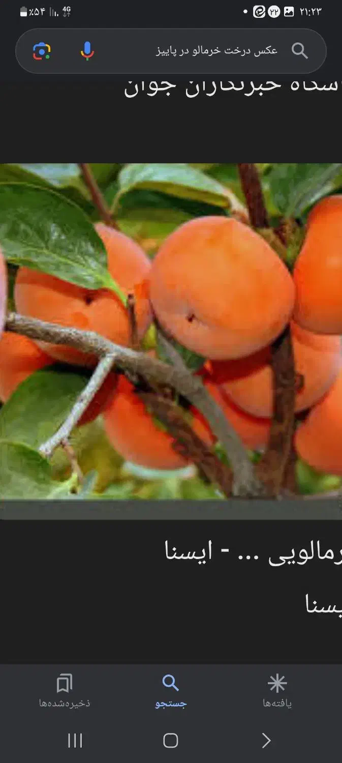 خرمالو فقط ۱۵ تومن|حراج|چابکسر, |دیوار