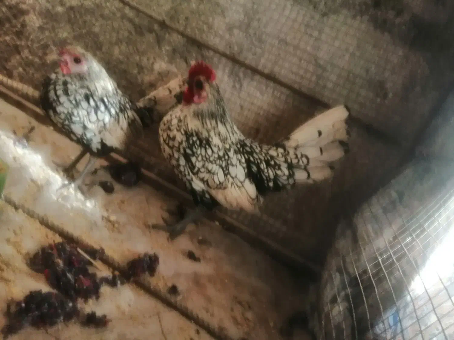 مرغ خروس مینیاتوری|حیوانات مزرعه|خوسف, |دیوار