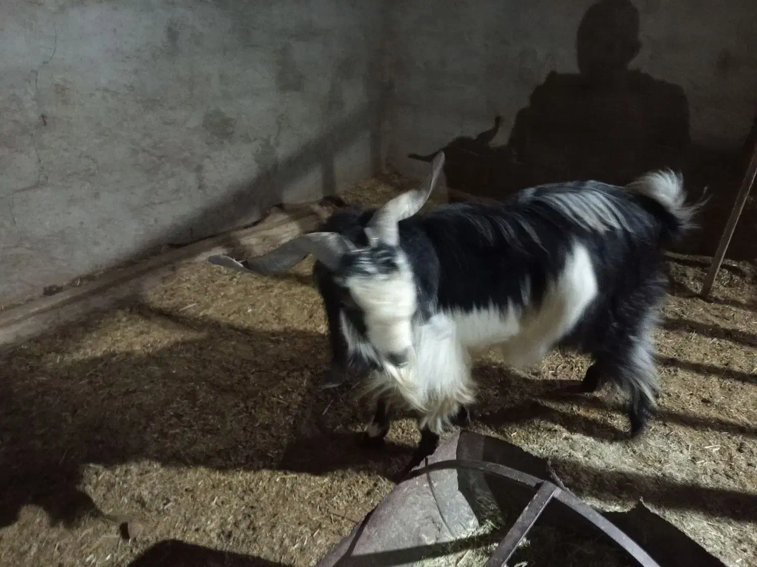 چپش‌چاق‌چاق|حیوانات مزرعه|حمیدیا, |دیوار