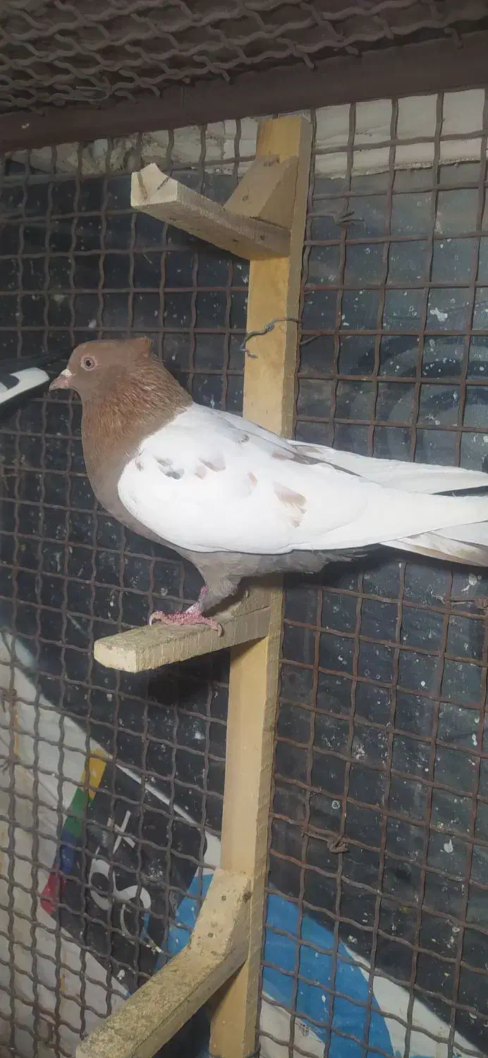 کفتر بهبهونی|پرنده|شیراز, گویم|دیوار