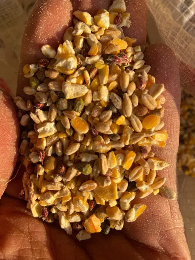 دان ویژه مرغ مینا ، کبوتر ، قناری ، مرغ عشق و طوطی|لوازم جانبی حیوانات|شهرضا, |دیوار