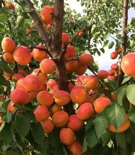 فروش انواع نهالهای مقاوم وپر بازده برای تمام مناطق|خدمات باغبانی و درختکاری|شیراز, قلات|دیوار