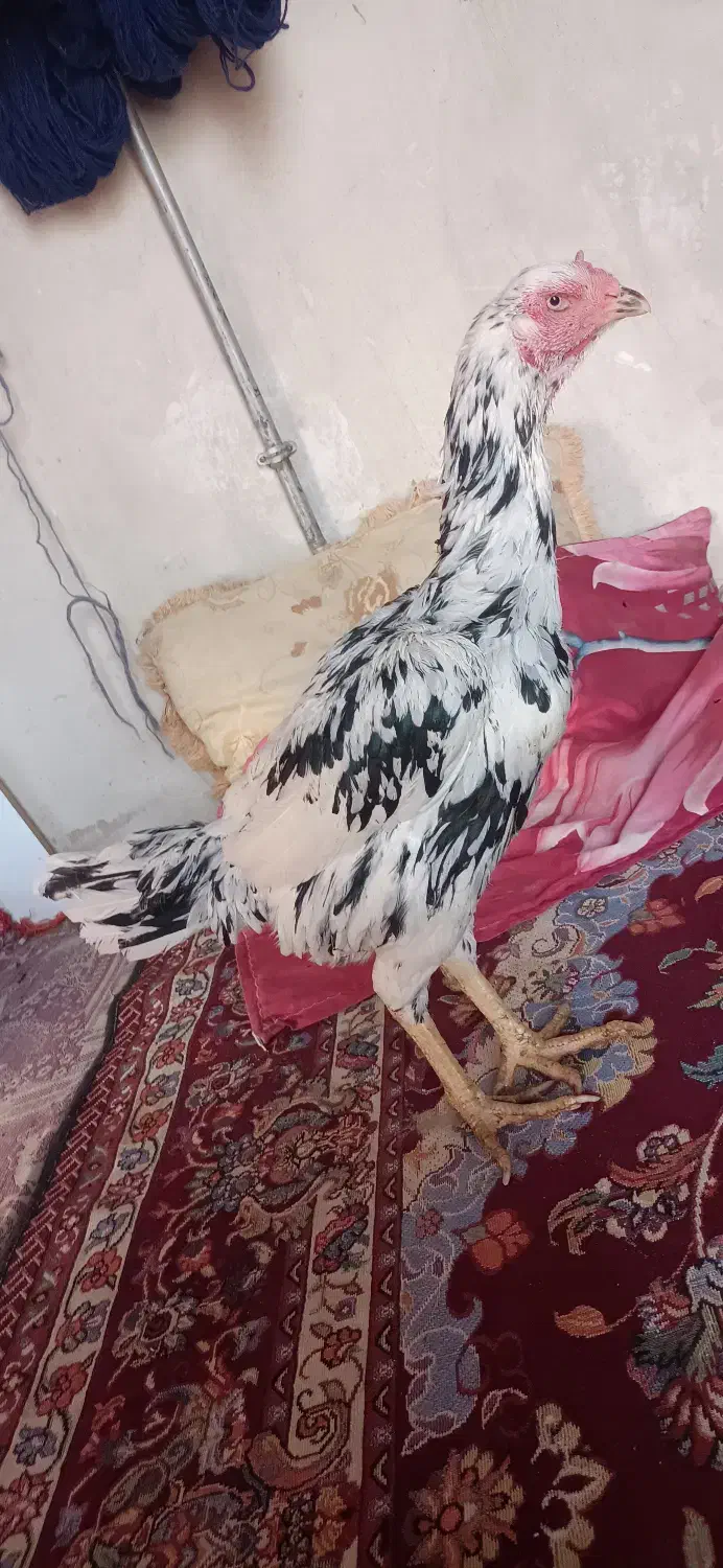 مرغ لاری انگلیس|حیوانات مزرعه|چهاربرج, |دیوار