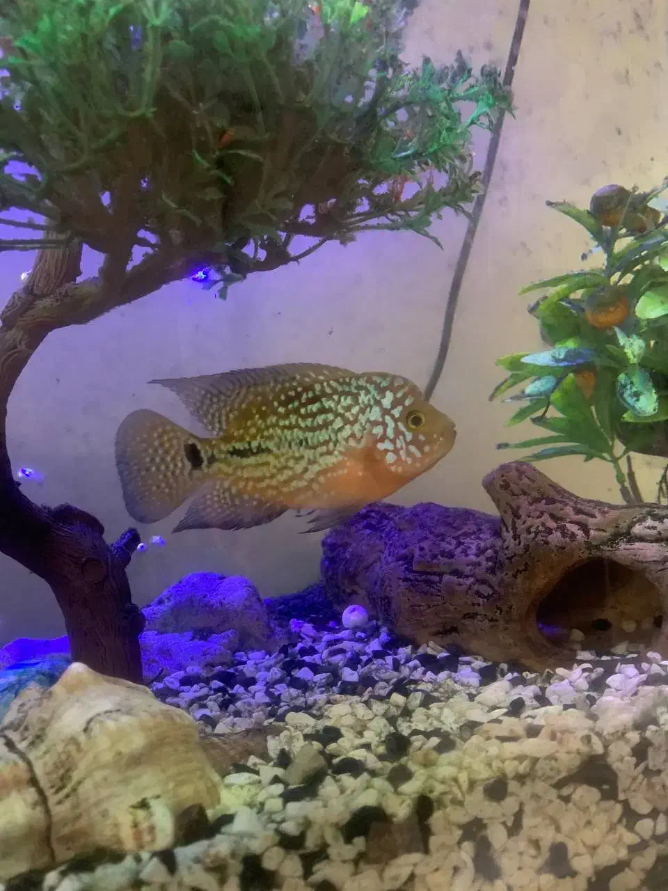 فلاور کامفا مولتی کالر|ماهی|تهران, جیحون|دیوار