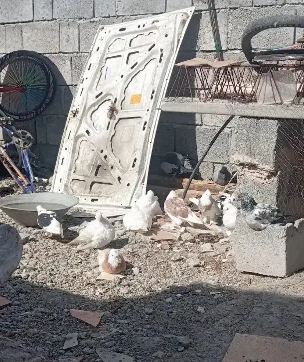 چند عدد کفتر|پرنده|میناب, |دیوار