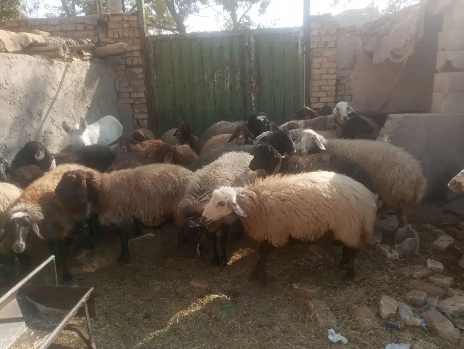 30راس شیشک ابستن رومایه|حیوانات مزرعه|ابریشم, |دیوار