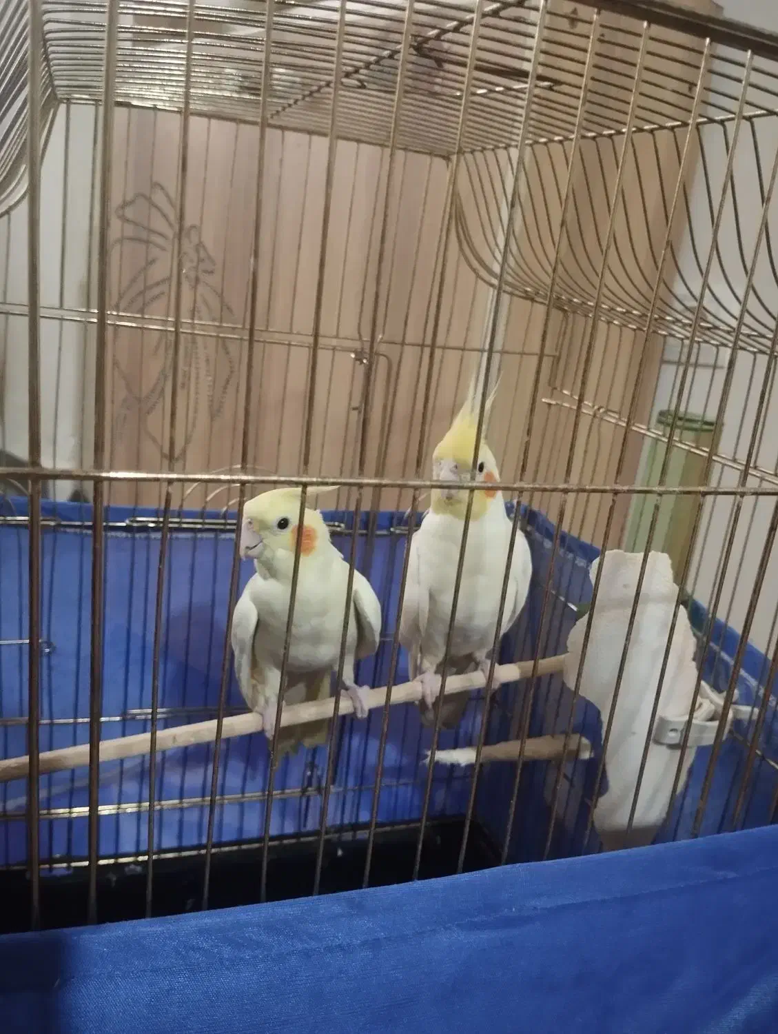 یک جفت عروس کار داده مولد|پرنده|باسمنج, |دیوار