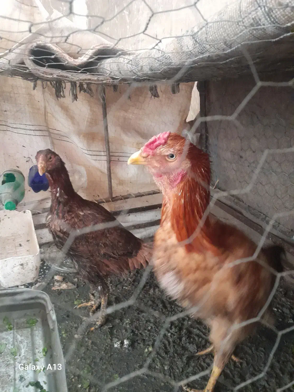 یک جفت خروس لاری|حیوانات مزرعه|اردبیل, |دیوار