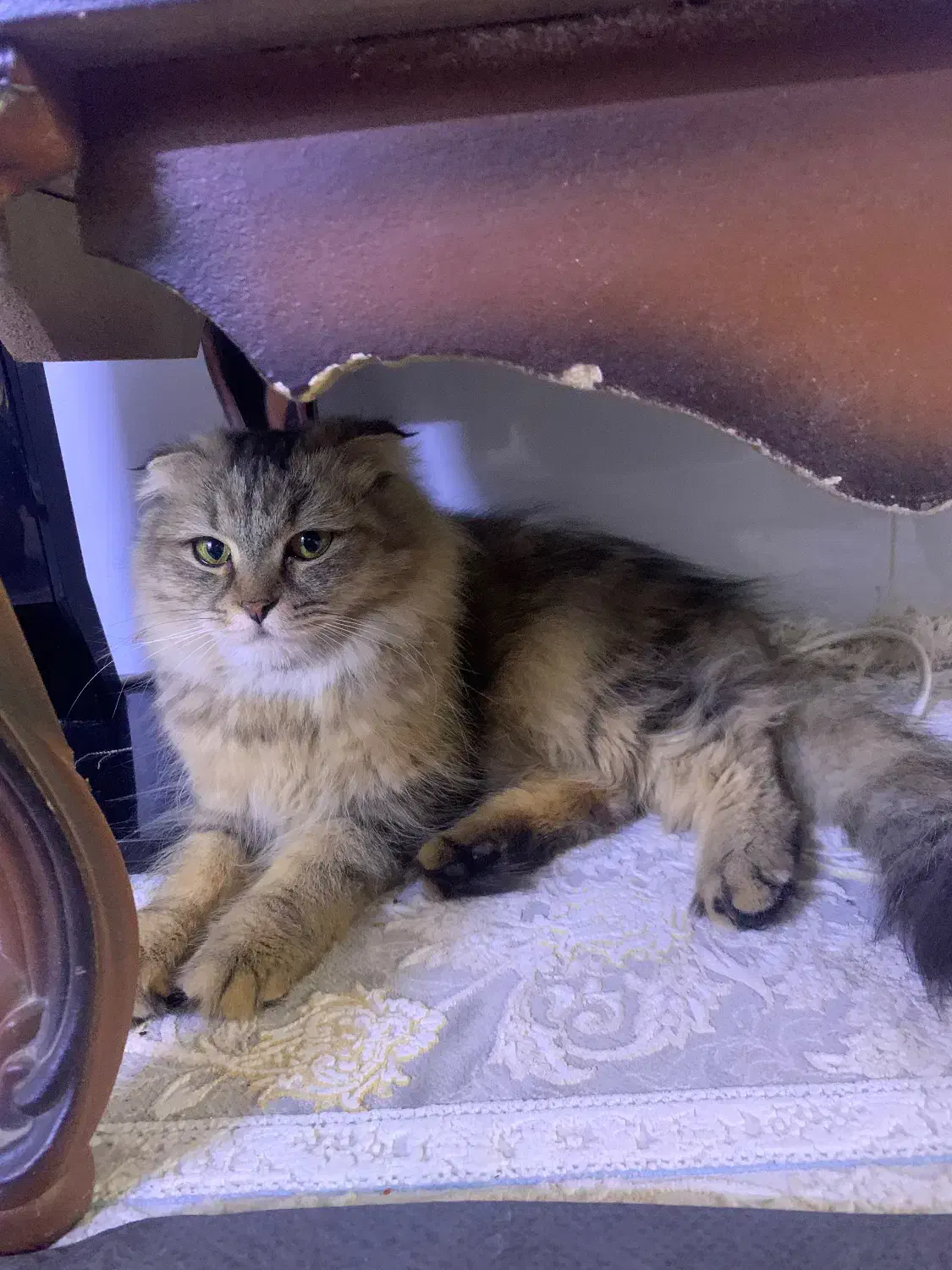 گربه اسکارتیس|گربه|قم, دانش|دیوار