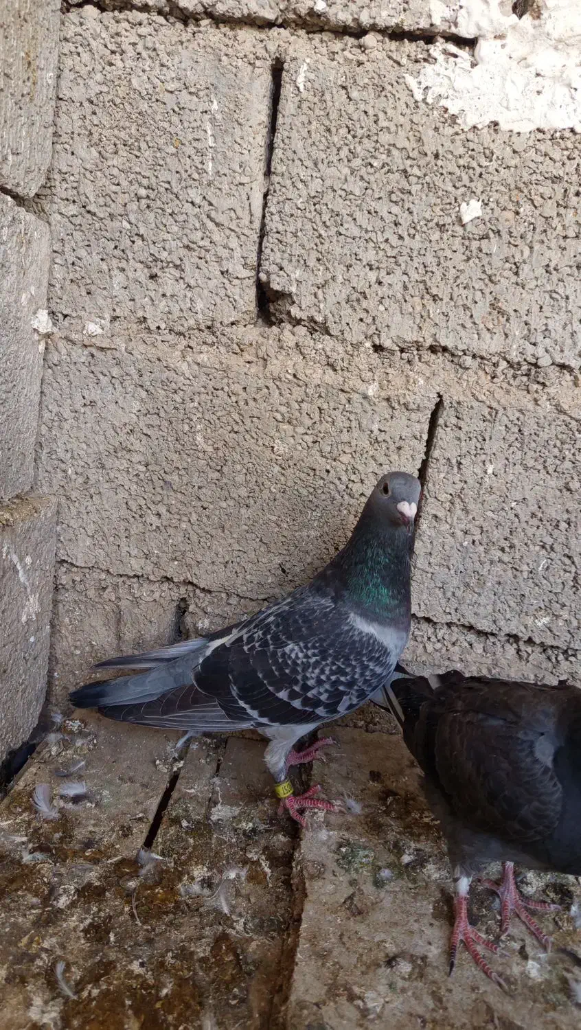 ۱۰عدد پلاکی|پرنده|بوشهر, |دیوار