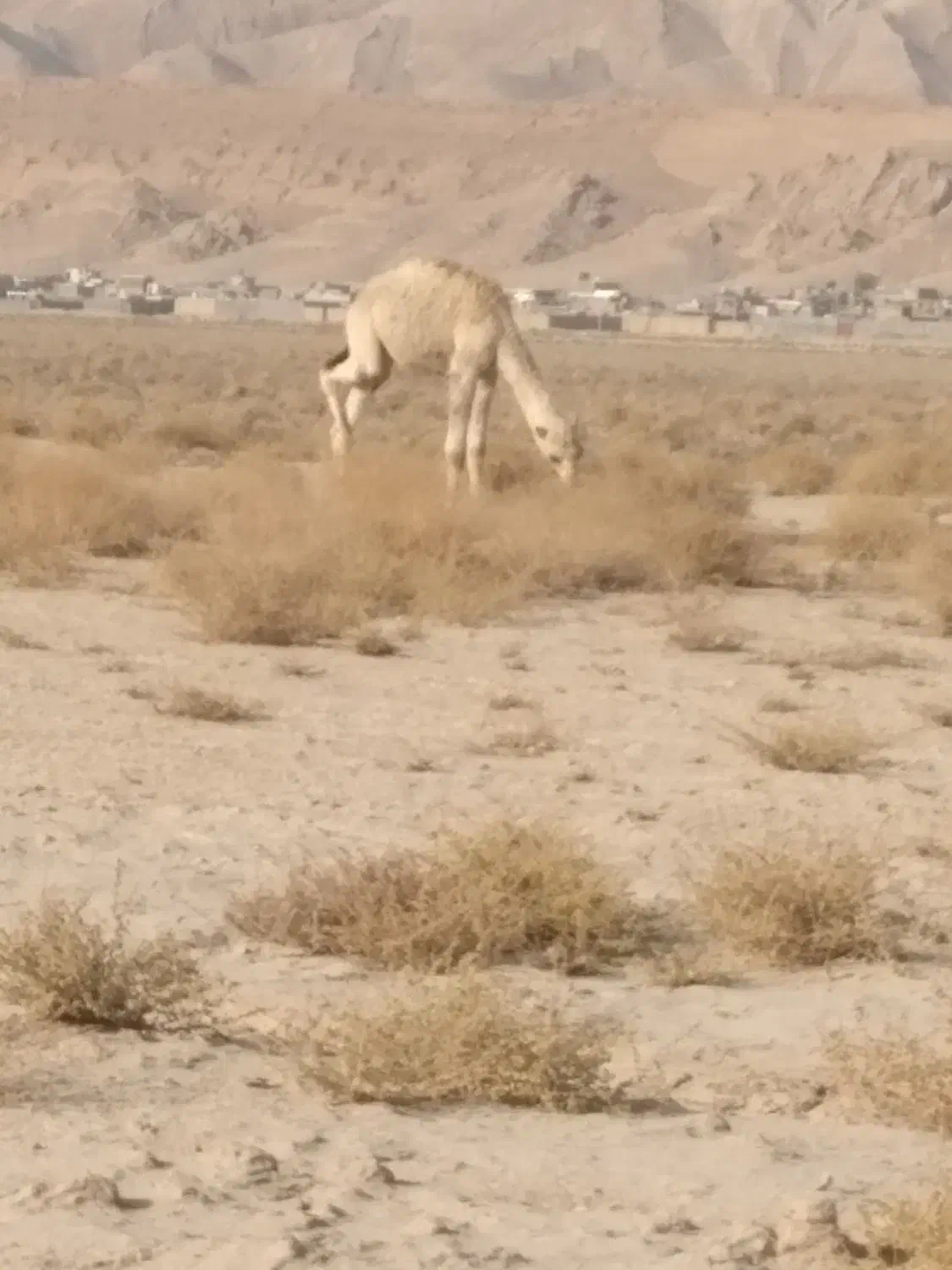 فروش کره شتر ۸ماهه شهر ارد گراش|حیوانات مزرعه|ارد, |دیوار