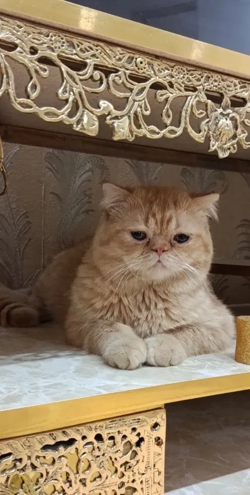 گربه|گربه|سنندج, |دیوار