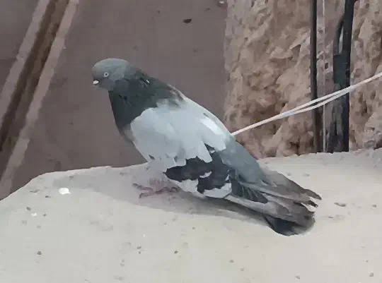 نره چایی درشت و کشیده|پرنده|اشترینان, |دیوار