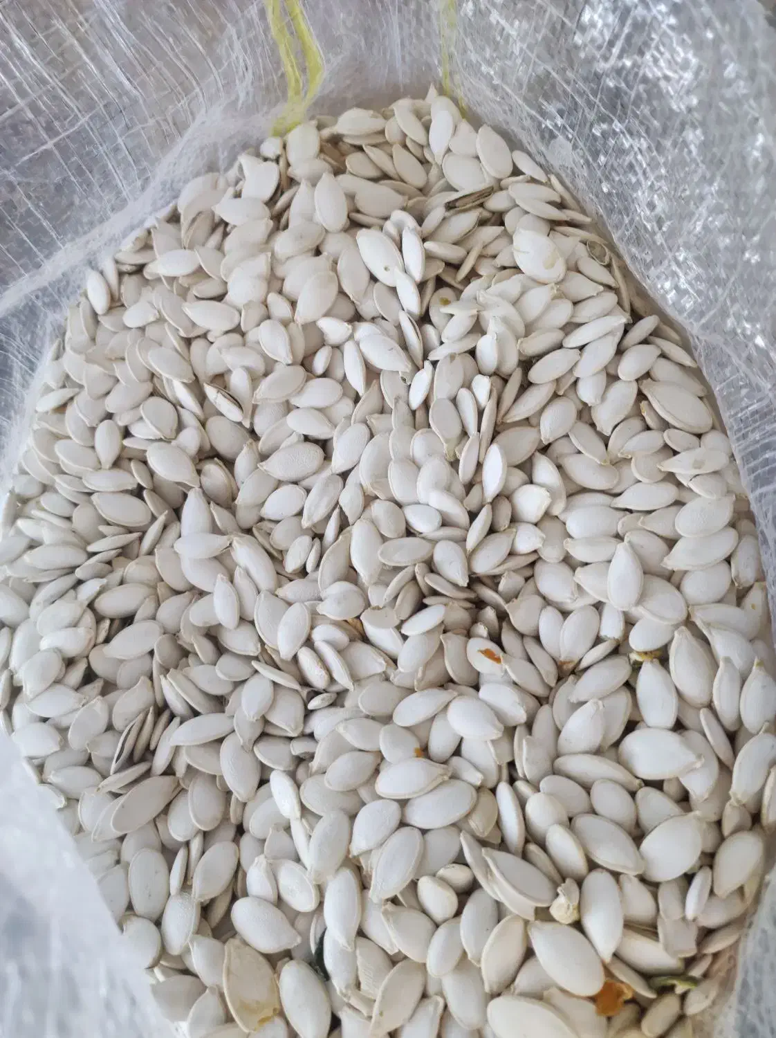 تخم کدو گوشتی و صدفی|عمدهفروشی|اقلید, |دیوار