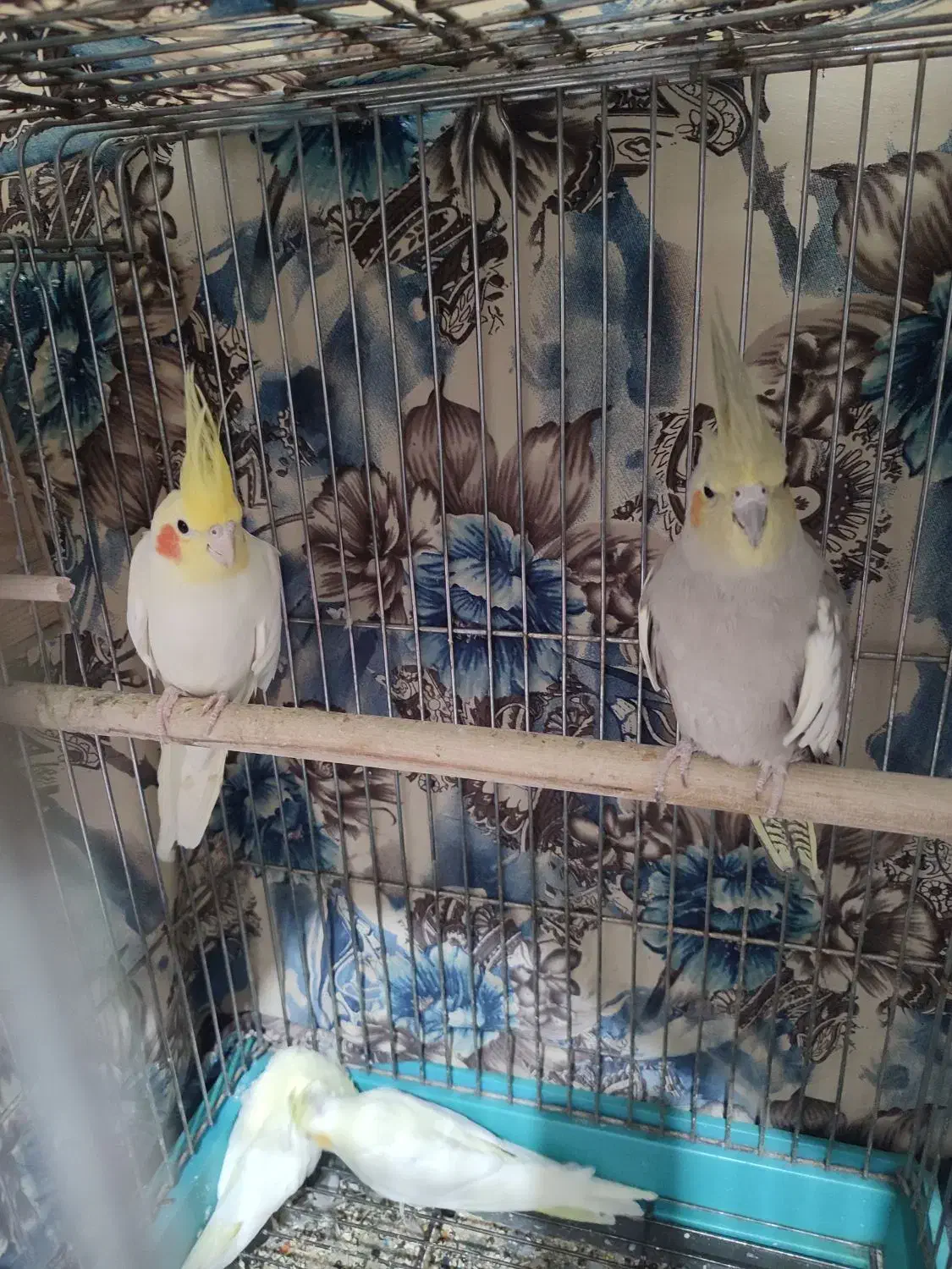 عروس هلندی مولد با جوجه هاش|پرنده|کرج, خرمدشت|دیوار