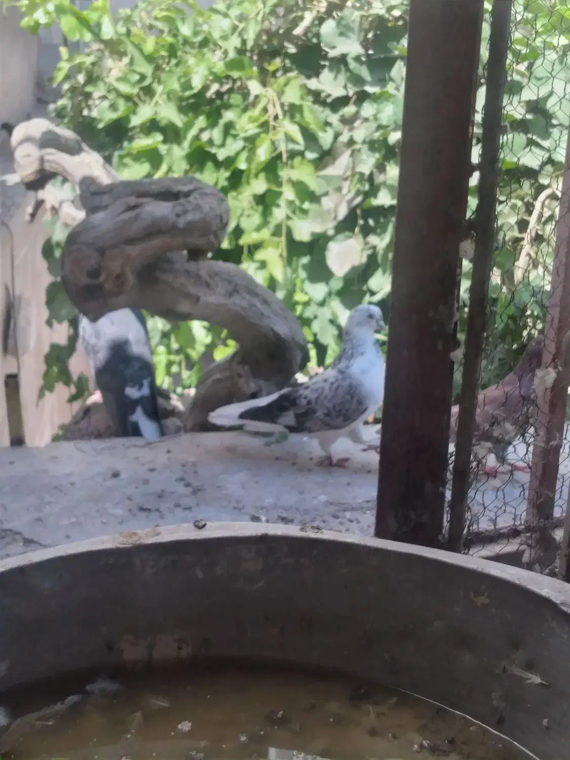 کبوتر نوک قنار و کبوتر پرشی ساعتی|پرنده|شهریار, شهریار|دیوار