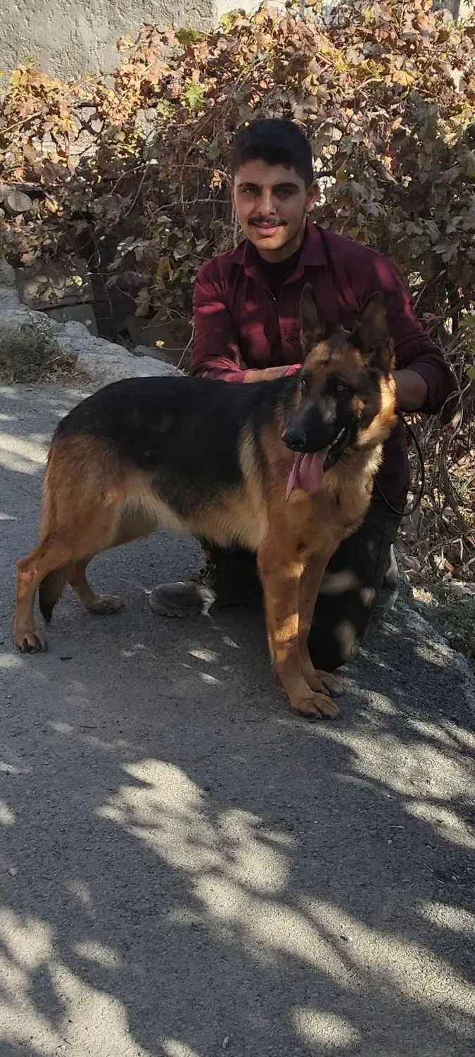 واگذاری یک جفت سگ ژرمن جفت ماده|سگ|ابریشم, |دیوار