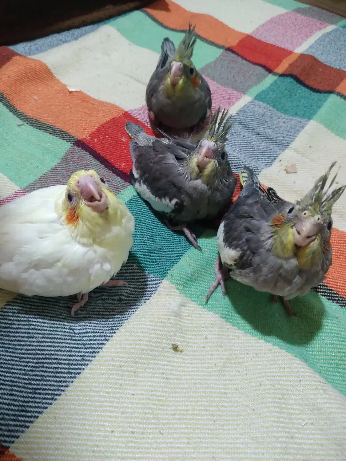 عروس هلندی|پرنده|کلارآباد, |دیوار