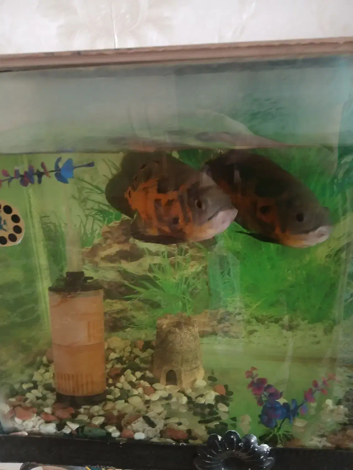 ماهی اسکار|ماهی|محمدشهر, محمدشهر|دیوار