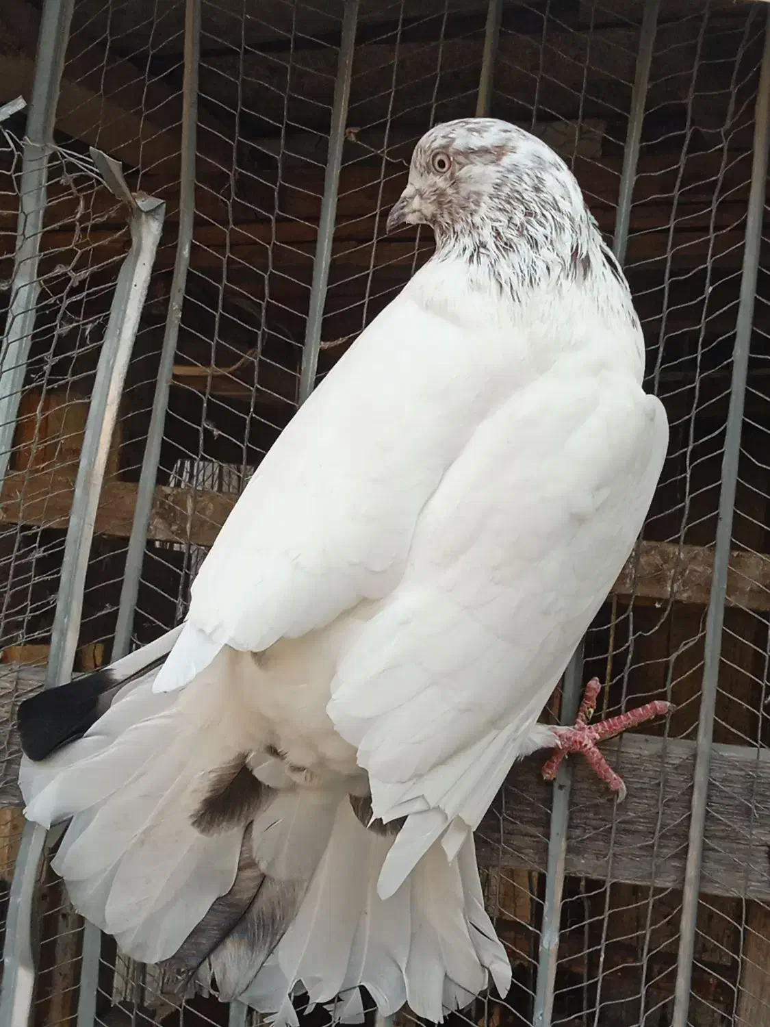 یه جفت کبوتر پرشی|پرنده|رشت, تازه آباد|دیوار