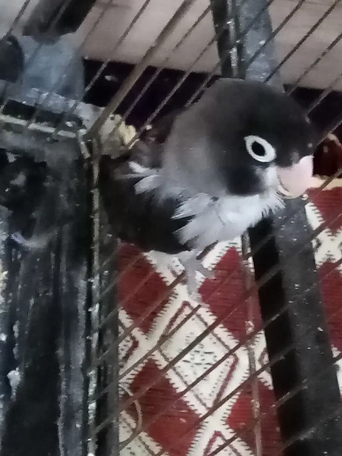 طوطی کوتوله نر|پرنده|رفسنجان, |دیوار