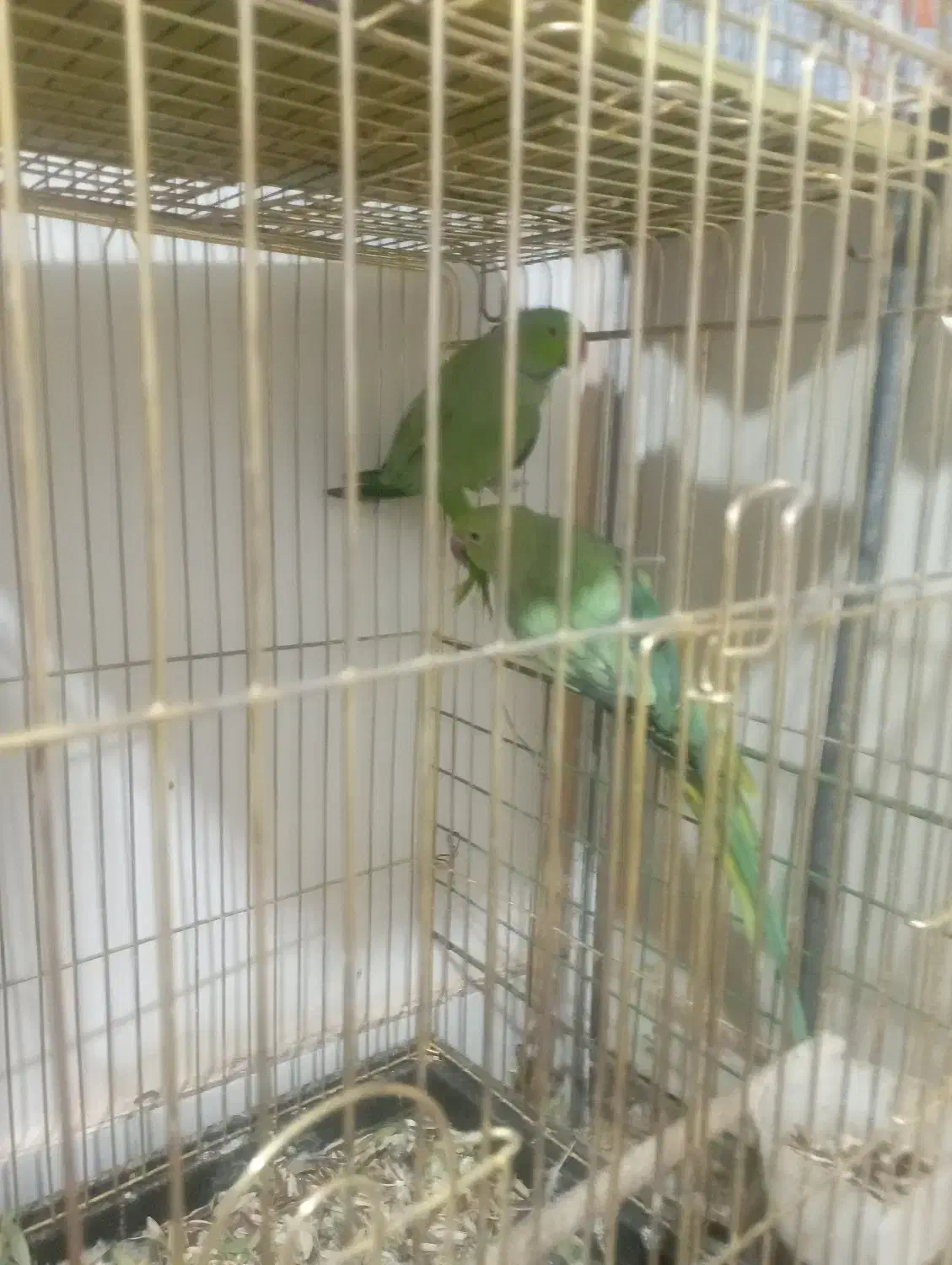 یک جفت  طوطی|پرنده|بیرجند, |دیوار